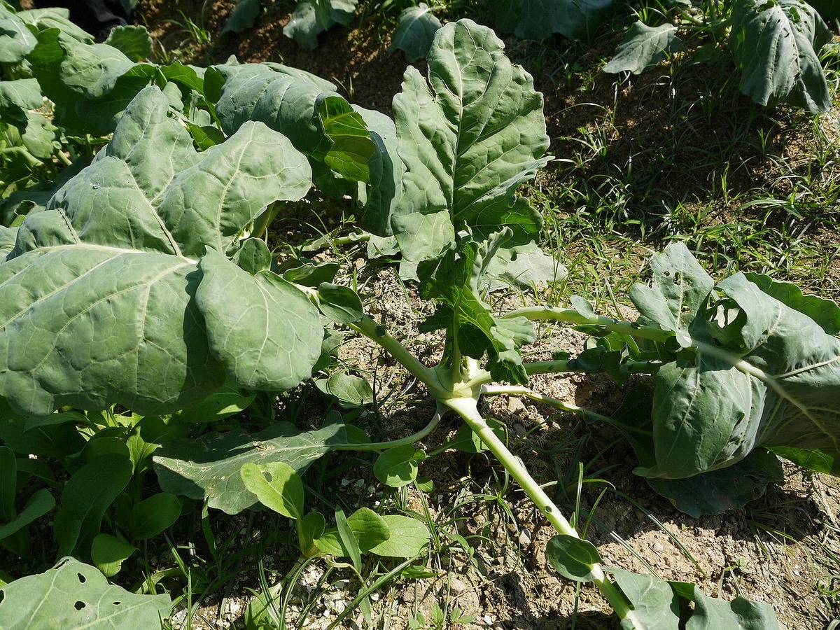 P2430731.JPG