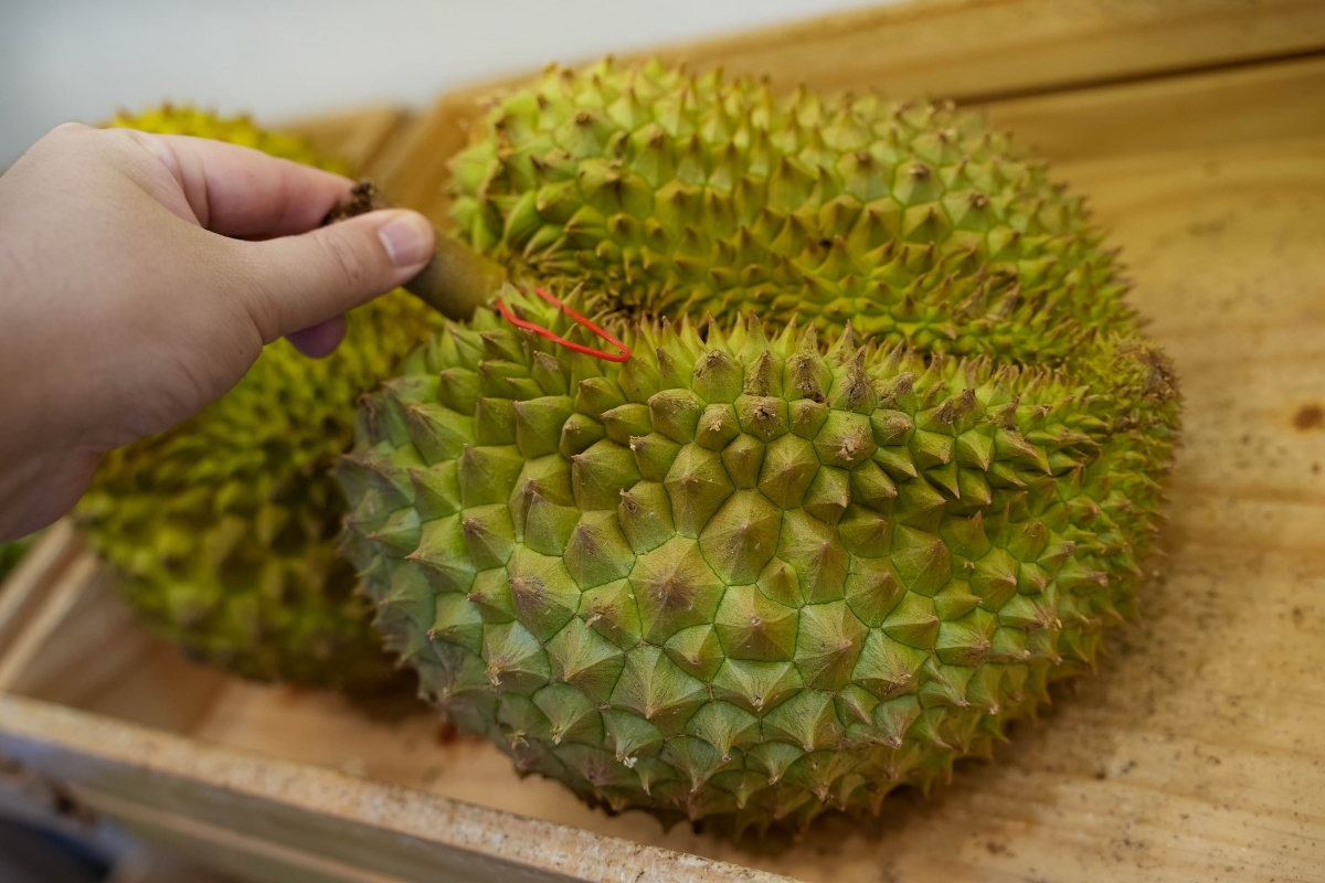 【清邁美食】Homm Wan – 清邁最強榴槤甜品專賣店,榴槤刨冰、榴槤泰奶、榴槤糯米飯應有盡有!不敢吃榴槤的話也有芒果系列可點喔~ - 第8張圖