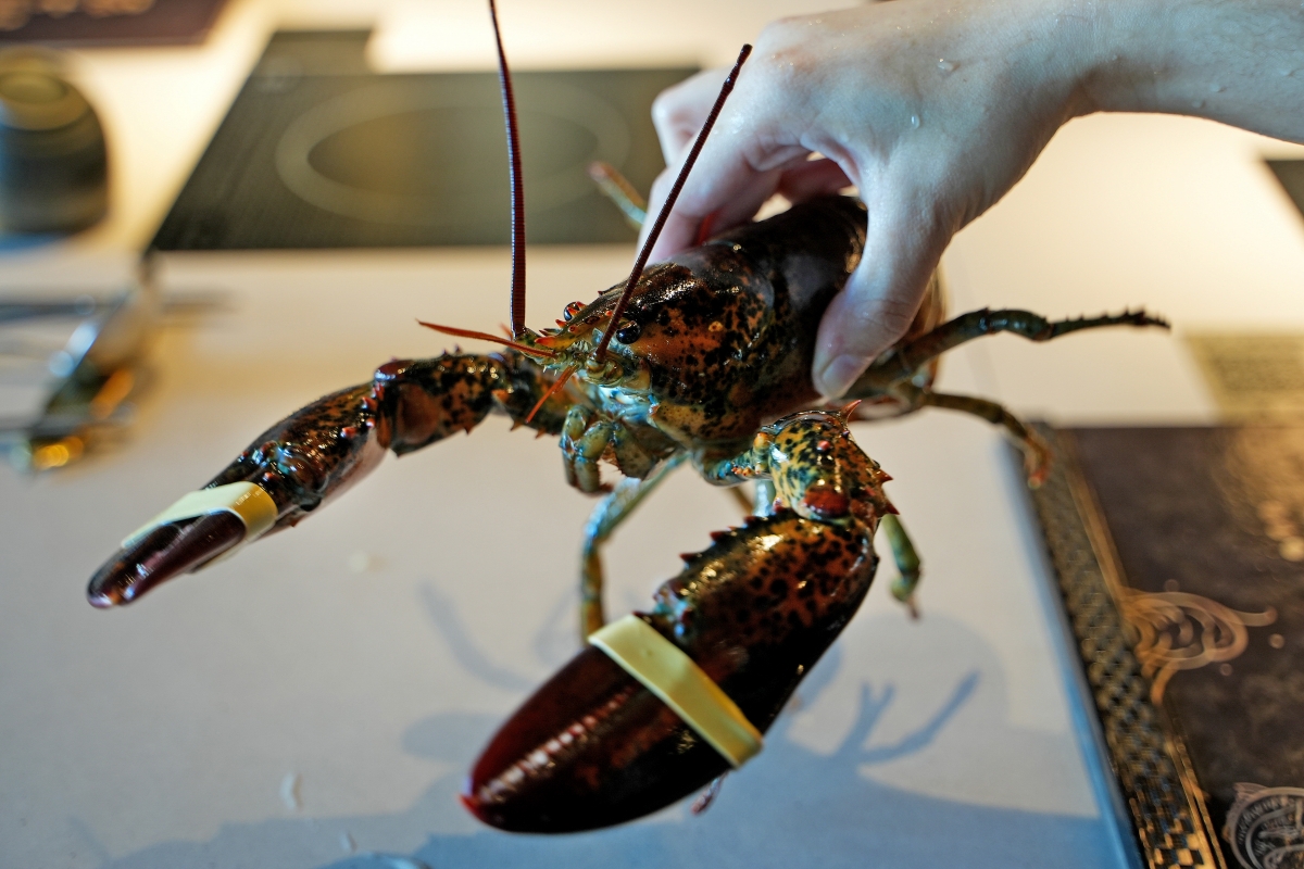 【桃園美食】派大鮮精緻鍋物 – 不用400元就可以享受到超有氛圍感的鍋物！業者直接為了鍋物開了一間水產公司，和牛、龍蝦應有盡有