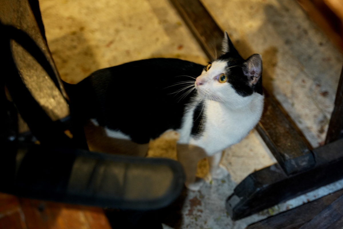 【大城府美食】Big Shrimp Gun – 大城府很接地氣的河畔露天海鮮餐廳，黑胡椒炒河蝦肉多又夠味，還吃得到打拋田雞肉！