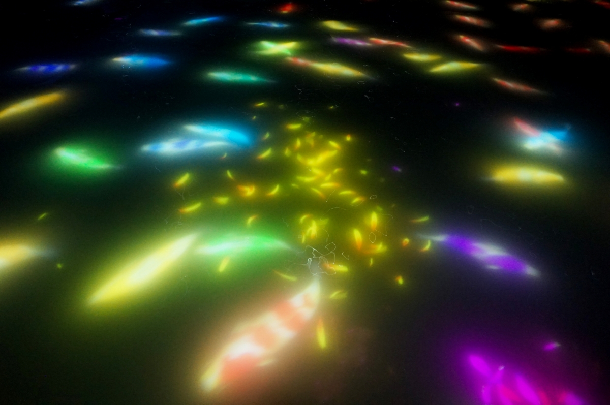 【東京 | 豐洲】teamLab Planets TOKYO – 東京最夢幻的拍照打卡景點，以Water、Garden、運動森林為三大主題，建議前往之前先上網稍微做功課