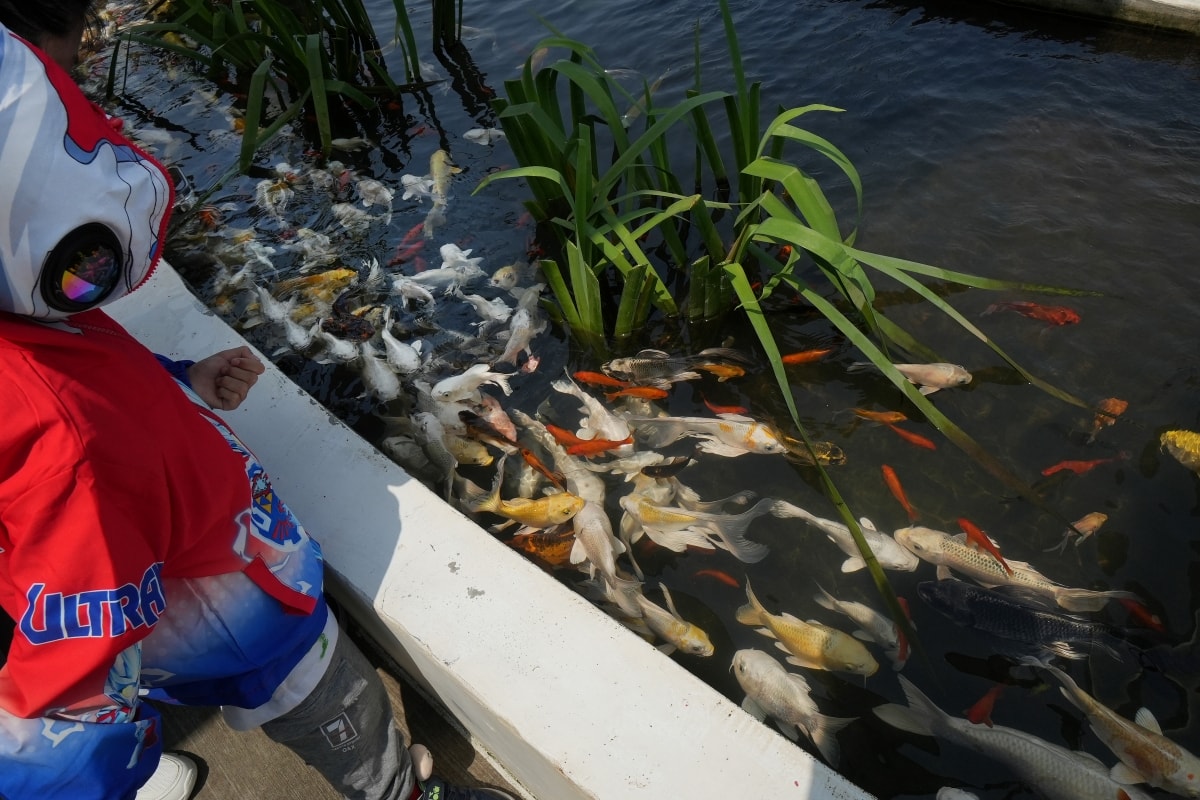 【宜蘭景點】蘭陽動植物王國 – 宜蘭近年來最夯的互動型動物農場!可跟水豚君、草泥馬、茶杯豬、袋鼠等可愛動物近距離互動,超級療癒 - 第7張圖 【宜蘭景點】蘭陽動植物王國 – 宜蘭近年來最夯的互動型動物農場!可跟水豚君、草泥馬、茶杯豬、袋鼠等可愛動物近距離互動,超級療癒