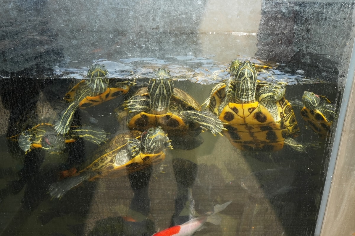 【宜蘭景點】蘭陽動植物王國 – 宜蘭近年來最夯的互動型動物農場!可跟水豚君、草泥馬、茶杯豬、袋鼠等可愛動物近距離互動,超級療癒 - 第8張圖 【宜蘭景點】蘭陽動植物王國 – 宜蘭近年來最夯的互動型動物農場!可跟水豚君、草泥馬、茶杯豬、袋鼠等可愛動物近距離互動,超級療癒