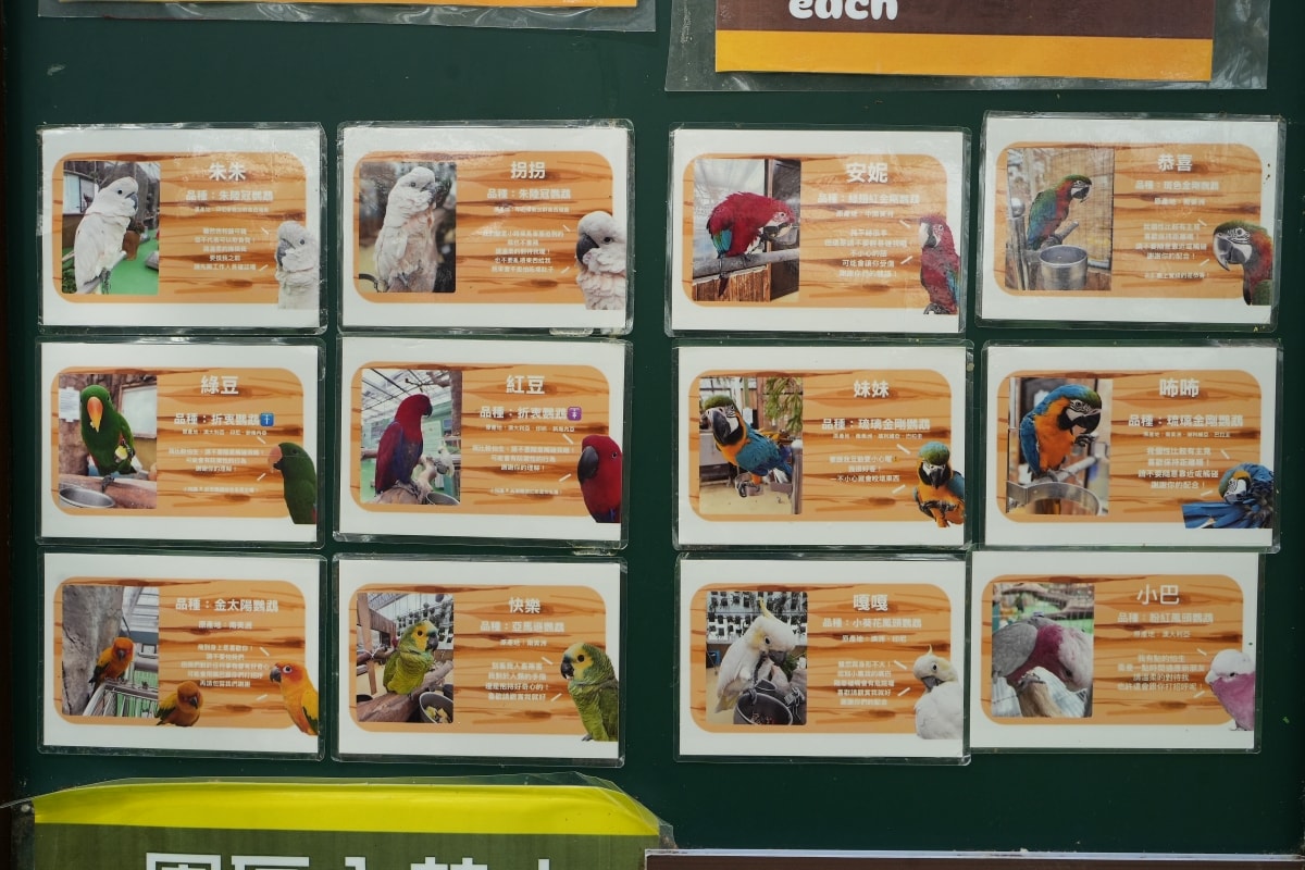 【宜蘭景點】蘭陽動植物王國 – 宜蘭近年來最夯的互動型動物農場!可跟水豚君、草泥馬、茶杯豬、袋鼠等可愛動物近距離互動,超級療癒 - 第21張圖 【宜蘭景點】蘭陽動植物王國 – 宜蘭近年來最夯的互動型動物農場!可跟水豚君、草泥馬、茶杯豬、袋鼠等可愛動物近距離互動,超級療癒