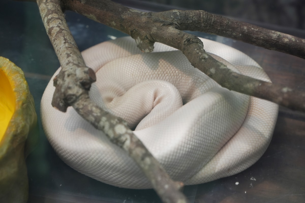 【宜蘭景點】蘭陽動植物王國 – 宜蘭近年來最夯的互動型動物農場!可跟水豚君、草泥馬、茶杯豬、袋鼠等可愛動物近距離互動,超級療癒 - 第29張圖 【宜蘭景點】蘭陽動植物王國 – 宜蘭近年來最夯的互動型動物農場!可跟水豚君、草泥馬、茶杯豬、袋鼠等可愛動物近距離互動,超級療癒