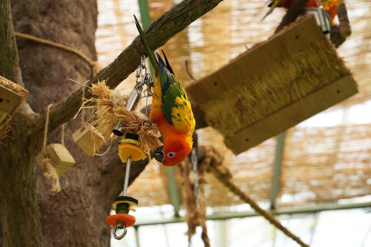 【宜蘭景點】蘭陽動植物王國 – 宜蘭近年來最夯的互動型動物農場!可跟水豚君、草泥馬、茶杯豬、袋鼠等可愛動物近距離互動,超級療癒 - 第20張圖 【宜蘭景點】蘭陽動植物王國 – 宜蘭近年來最夯的互動型動物農場!可跟水豚君、草泥馬、茶杯豬、袋鼠等可愛動物近距離互動,超級療癒