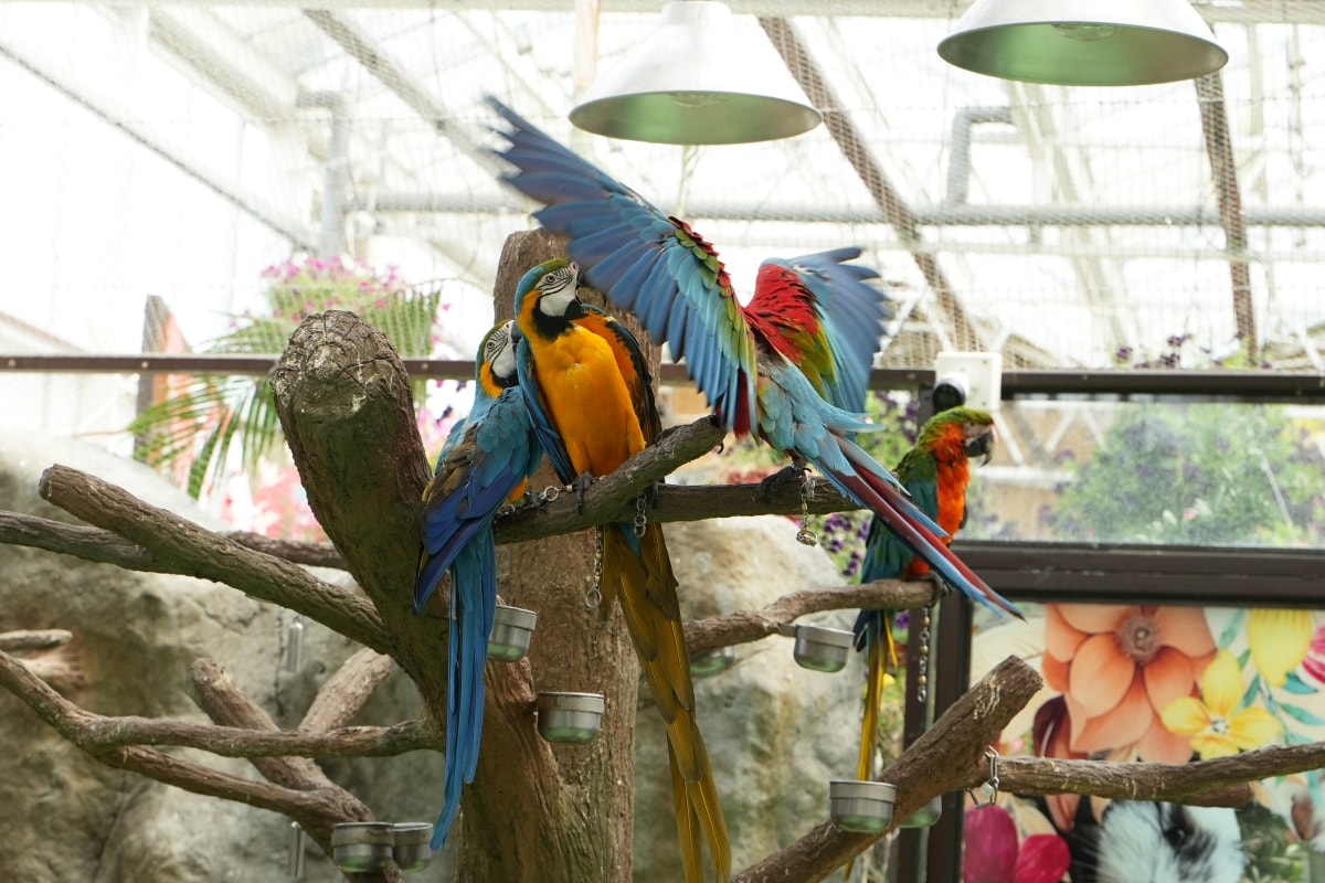 【宜蘭景點】蘭陽動植物王國 – 宜蘭近年來最夯的互動型動物農場!可跟水豚君、草泥馬、茶杯豬、袋鼠等可愛動物近距離互動,超級療癒 - 第19張圖 【宜蘭景點】蘭陽動植物王國 – 宜蘭近年來最夯的互動型動物農場!可跟水豚君、草泥馬、茶杯豬、袋鼠等可愛動物近距離互動,超級療癒