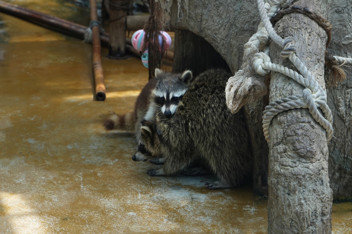 【宜蘭景點】蘭陽動植物王國 – 宜蘭近年來最夯的互動型動物農場!可跟水豚君、草泥馬、茶杯豬、袋鼠等可愛動物近距離互動,超級療癒 - 第35張圖 【宜蘭景點】蘭陽動植物王國 – 宜蘭近年來最夯的互動型動物農場!可跟水豚君、草泥馬、茶杯豬、袋鼠等可愛動物近距離互動,超級療癒