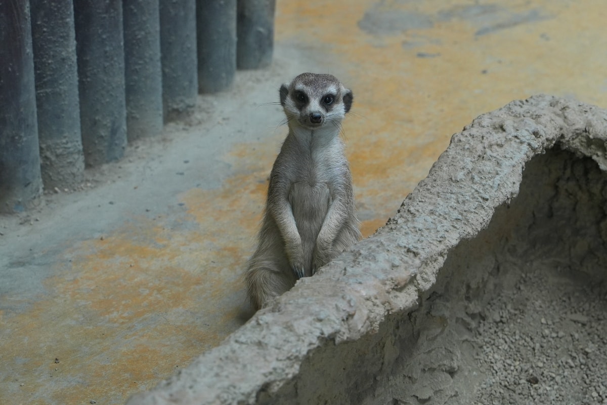 【宜蘭景點】蘭陽動植物王國 – 宜蘭近年來最夯的互動型動物農場!可跟水豚君、草泥馬、茶杯豬、袋鼠等可愛動物近距離互動,超級療癒 - 第39張圖 【宜蘭景點】蘭陽動植物王國 – 宜蘭近年來最夯的互動型動物農場!可跟水豚君、草泥馬、茶杯豬、袋鼠等可愛動物近距離互動,超級療癒
