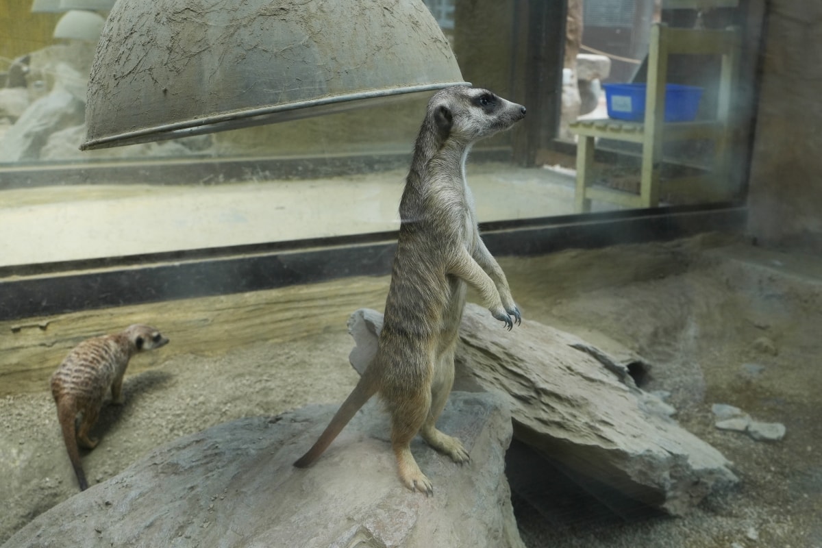【宜蘭景點】蘭陽動植物王國 – 宜蘭近年來最夯的互動型動物農場!可跟水豚君、草泥馬、茶杯豬、袋鼠等可愛動物近距離互動,超級療癒 - 第40張圖 【宜蘭景點】蘭陽動植物王國 – 宜蘭近年來最夯的互動型動物農場!可跟水豚君、草泥馬、茶杯豬、袋鼠等可愛動物近距離互動,超級療癒
