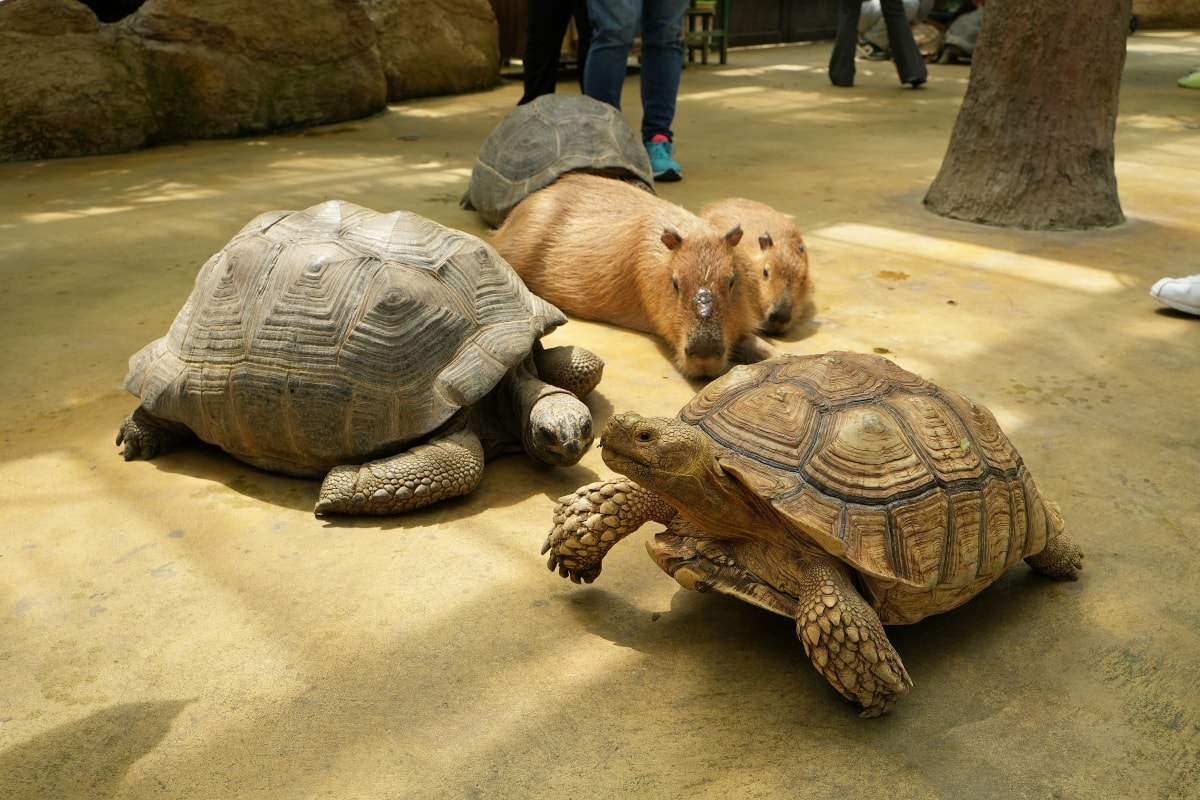 【宜蘭景點】蘭陽動植物王國 – 宜蘭近年來最夯的互動型動物農場!可跟水豚君、草泥馬、茶杯豬、袋鼠等可愛動物近距離互動,超級療癒 - 第41張圖 【宜蘭景點】蘭陽動植物王國 – 宜蘭近年來最夯的互動型動物農場!可跟水豚君、草泥馬、茶杯豬、袋鼠等可愛動物近距離互動,超級療癒