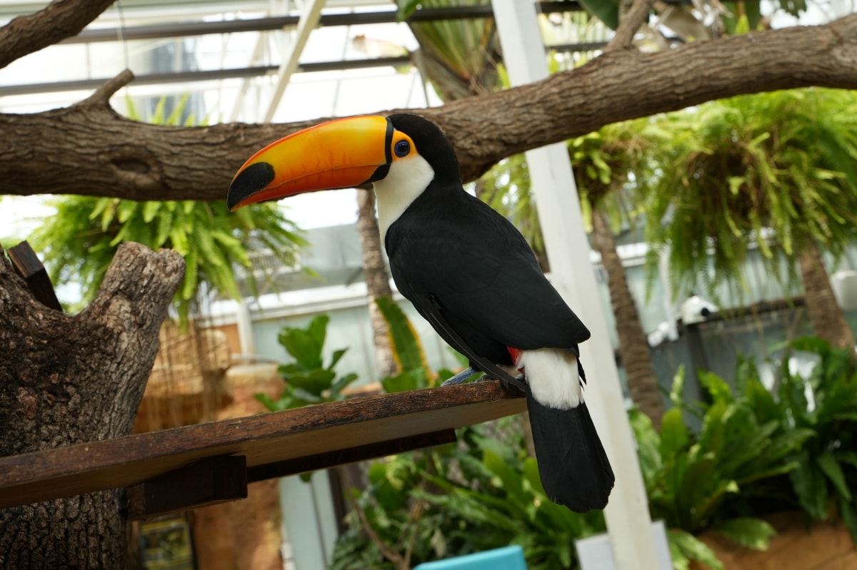 【宜蘭景點】蘭陽動植物王國 – 宜蘭近年來最夯的互動型動物農場!可跟水豚君、草泥馬、茶杯豬、袋鼠等可愛動物近距離互動,超級療癒 - 第47張圖 【宜蘭景點】蘭陽動植物王國 – 宜蘭近年來最夯的互動型動物農場!可跟水豚君、草泥馬、茶杯豬、袋鼠等可愛動物近距離互動,超級療癒