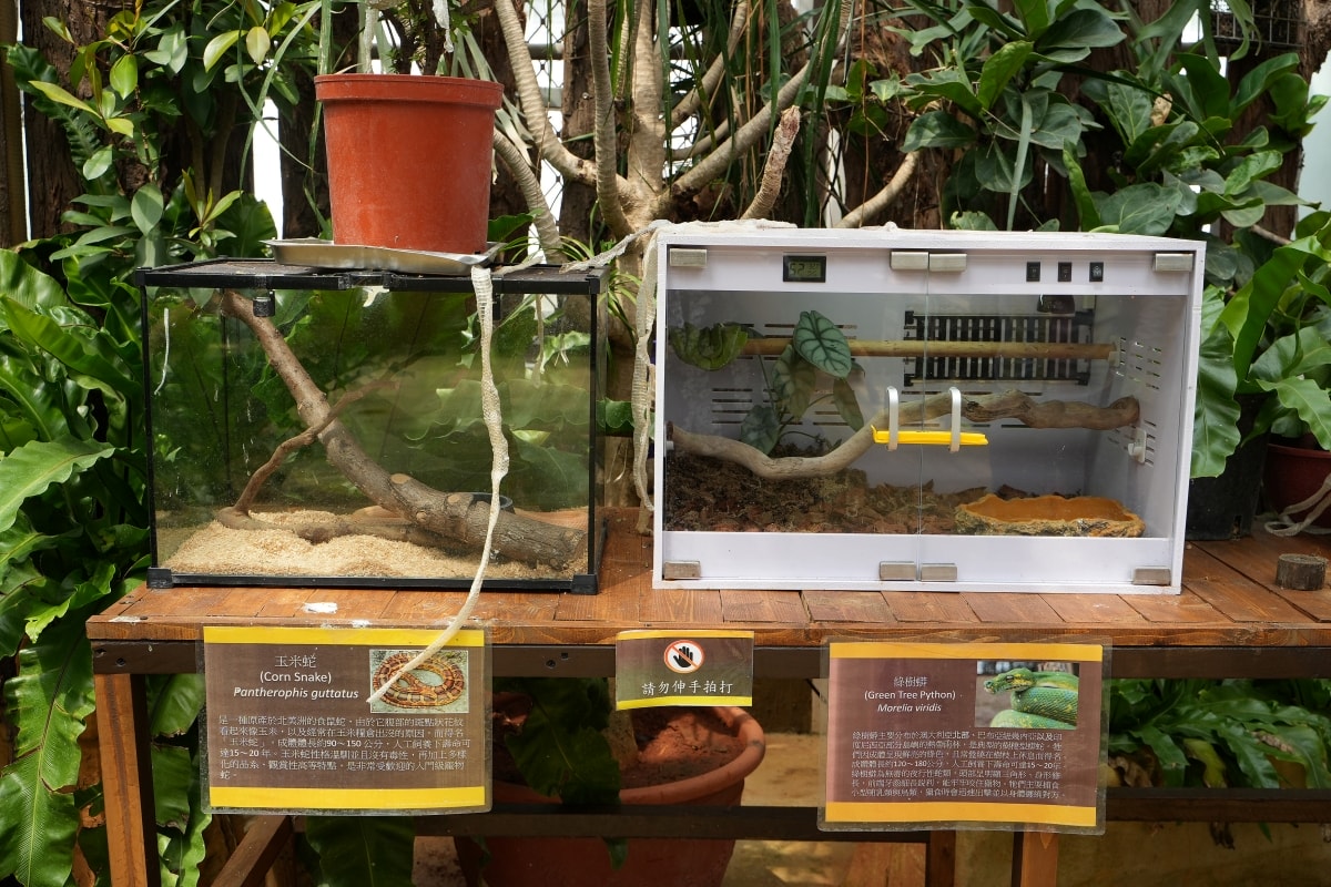 【宜蘭景點】蘭陽動植物王國 – 宜蘭近年來最夯的互動型動物農場!可跟水豚君、草泥馬、茶杯豬、袋鼠等可愛動物近距離互動,超級療癒 - 第49張圖 【宜蘭景點】蘭陽動植物王國 – 宜蘭近年來最夯的互動型動物農場!可跟水豚君、草泥馬、茶杯豬、袋鼠等可愛動物近距離互動,超級療癒