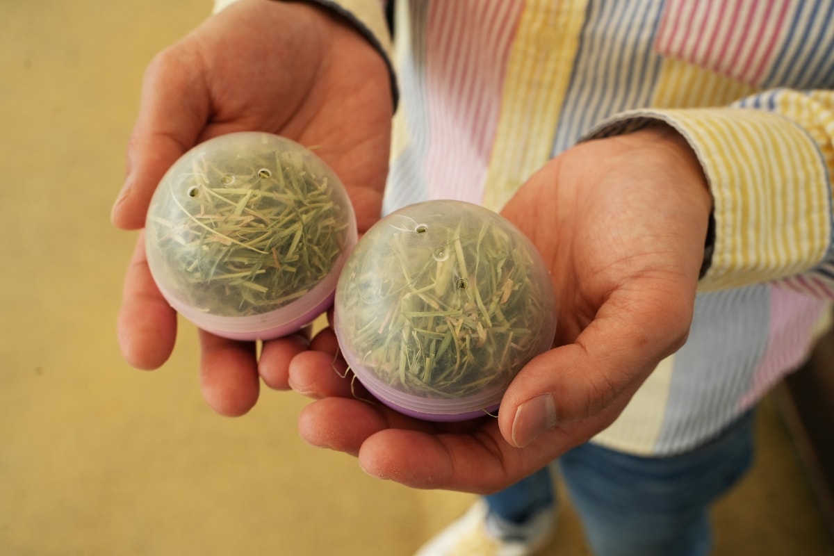 【宜蘭景點】蘭陽動植物王國 – 宜蘭近年來最夯的互動型動物農場!可跟水豚君、草泥馬、茶杯豬、袋鼠等可愛動物近距離互動,超級療癒 - 第50張圖 【宜蘭景點】蘭陽動植物王國 – 宜蘭近年來最夯的互動型動物農場!可跟水豚君、草泥馬、茶杯豬、袋鼠等可愛動物近距離互動,超級療癒