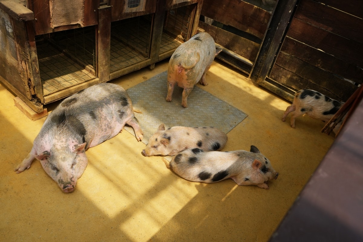 【宜蘭景點】蘭陽動植物王國 – 宜蘭近年來最夯的互動型動物農場!可跟水豚君、草泥馬、茶杯豬、袋鼠等可愛動物近距離互動,超級療癒 - 第54張圖 【宜蘭景點】蘭陽動植物王國 – 宜蘭近年來最夯的互動型動物農場!可跟水豚君、草泥馬、茶杯豬、袋鼠等可愛動物近距離互動,超級療癒