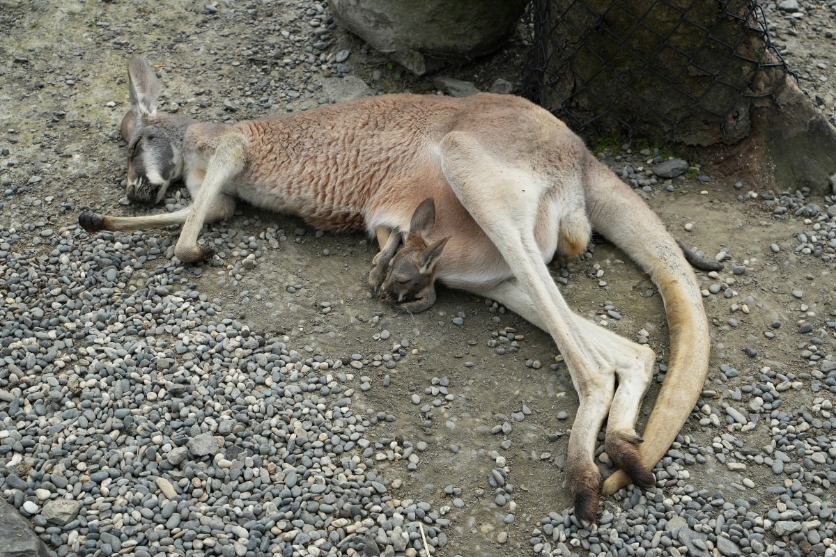 【宜蘭景點】蘭陽動植物王國 – 宜蘭近年來最夯的互動型動物農場!可跟水豚君、草泥馬、茶杯豬、袋鼠等可愛動物近距離互動,超級療癒 - 第58張圖 【宜蘭景點】蘭陽動植物王國 – 宜蘭近年來最夯的互動型動物農場!可跟水豚君、草泥馬、茶杯豬、袋鼠等可愛動物近距離互動,超級療癒