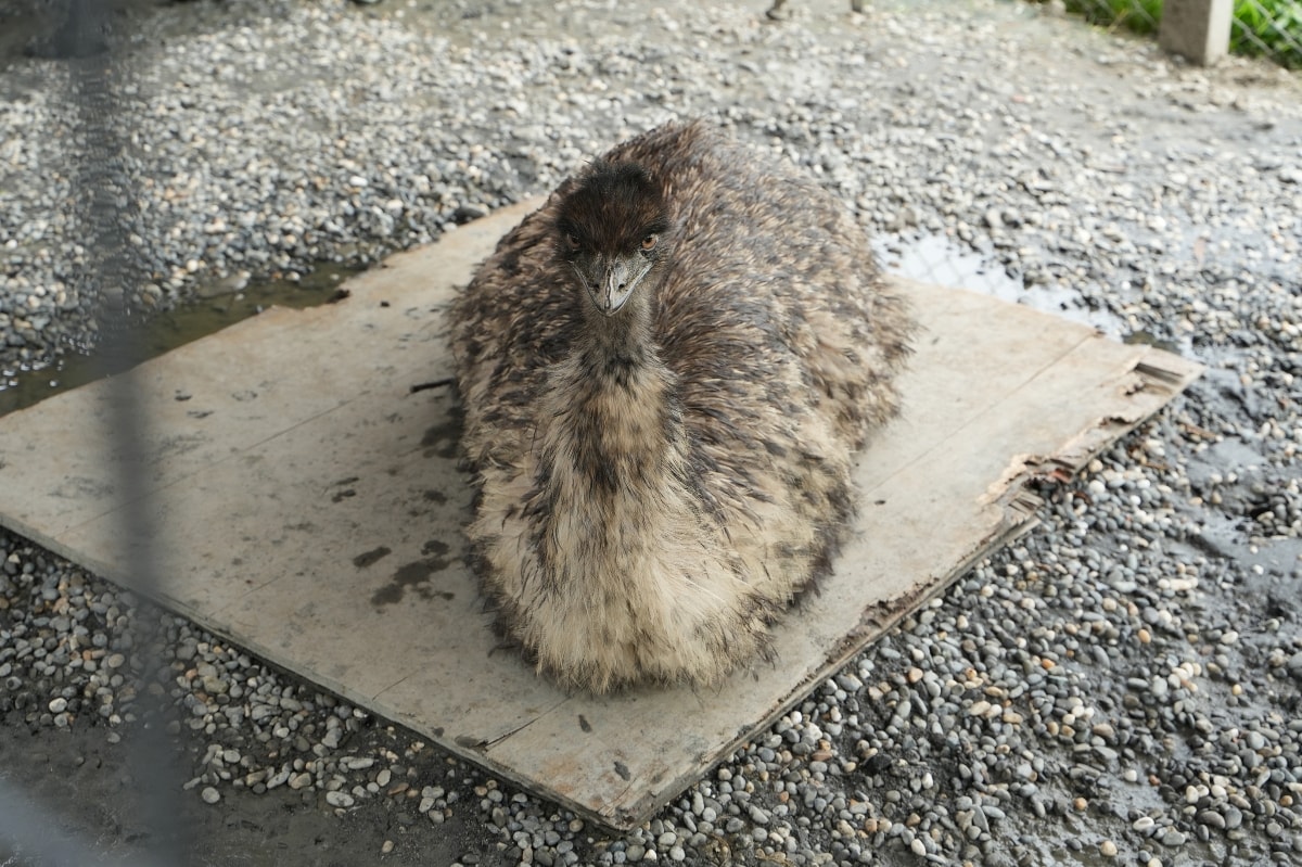 【宜蘭景點】蘭陽動植物王國 – 宜蘭近年來最夯的互動型動物農場!可跟水豚君、草泥馬、茶杯豬、袋鼠等可愛動物近距離互動,超級療癒 - 第61張圖 【宜蘭景點】蘭陽動植物王國 – 宜蘭近年來最夯的互動型動物農場!可跟水豚君、草泥馬、茶杯豬、袋鼠等可愛動物近距離互動,超級療癒