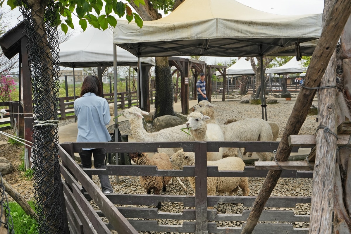 【宜蘭景點】蘭陽動植物王國 – 宜蘭近年來最夯的互動型動物農場!可跟水豚君、草泥馬、茶杯豬、袋鼠等可愛動物近距離互動,超級療癒 - 第53張圖 【宜蘭景點】蘭陽動植物王國 – 宜蘭近年來最夯的互動型動物農場!可跟水豚君、草泥馬、茶杯豬、袋鼠等可愛動物近距離互動,超級療癒