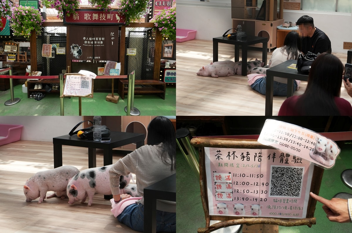 【宜蘭景點】蘭陽動植物王國 – 宜蘭近年來最夯的互動型動物農場!可跟水豚君、草泥馬、茶杯豬、袋鼠等可愛動物近距離互動,超級療癒 - 第15張圖 【宜蘭景點】蘭陽動植物王國 – 宜蘭近年來最夯的互動型動物農場!可跟水豚君、草泥馬、茶杯豬、袋鼠等可愛動物近距離互動,超級療癒
