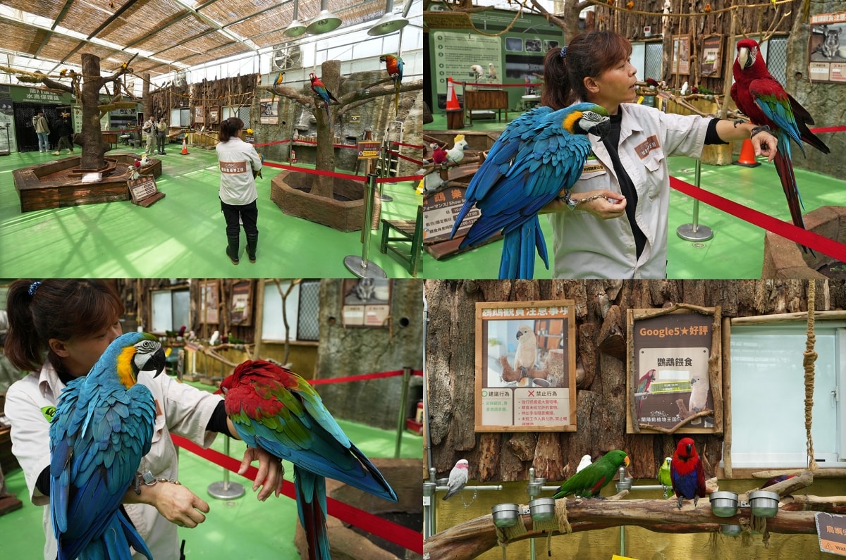 【宜蘭景點】蘭陽動植物王國 – 宜蘭近年來最夯的互動型動物農場!可跟水豚君、草泥馬、茶杯豬、袋鼠等可愛動物近距離互動,超級療癒 - 第17張圖 【宜蘭景點】蘭陽動植物王國 – 宜蘭近年來最夯的互動型動物農場!可跟水豚君、草泥馬、茶杯豬、袋鼠等可愛動物近距離互動,超級療癒