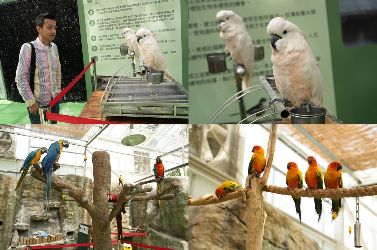【宜蘭景點】蘭陽動植物王國 – 宜蘭近年來最夯的互動型動物農場!可跟水豚君、草泥馬、茶杯豬、袋鼠等可愛動物近距離互動,超級療癒 - 第18張圖 【宜蘭景點】蘭陽動植物王國 – 宜蘭近年來最夯的互動型動物農場!可跟水豚君、草泥馬、茶杯豬、袋鼠等可愛動物近距離互動,超級療癒