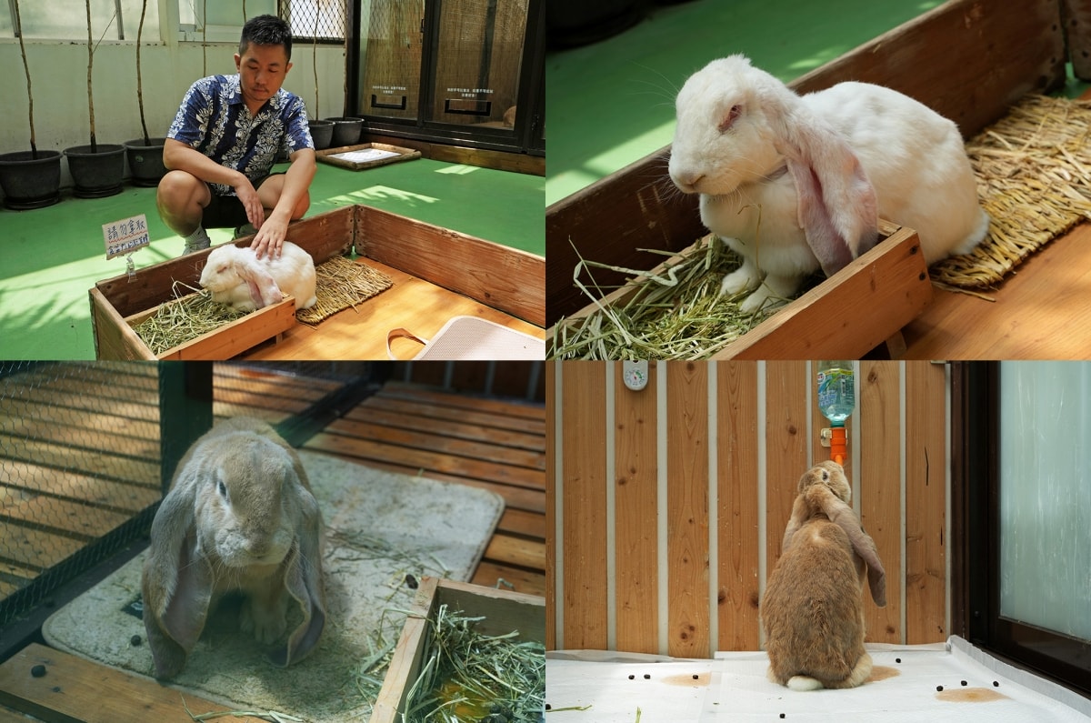 【宜蘭景點】蘭陽動植物王國 – 宜蘭近年來最夯的互動型動物農場!可跟水豚君、草泥馬、茶杯豬、袋鼠等可愛動物近距離互動,超級療癒 - 第23張圖 【宜蘭景點】蘭陽動植物王國 – 宜蘭近年來最夯的互動型動物農場!可跟水豚君、草泥馬、茶杯豬、袋鼠等可愛動物近距離互動,超級療癒