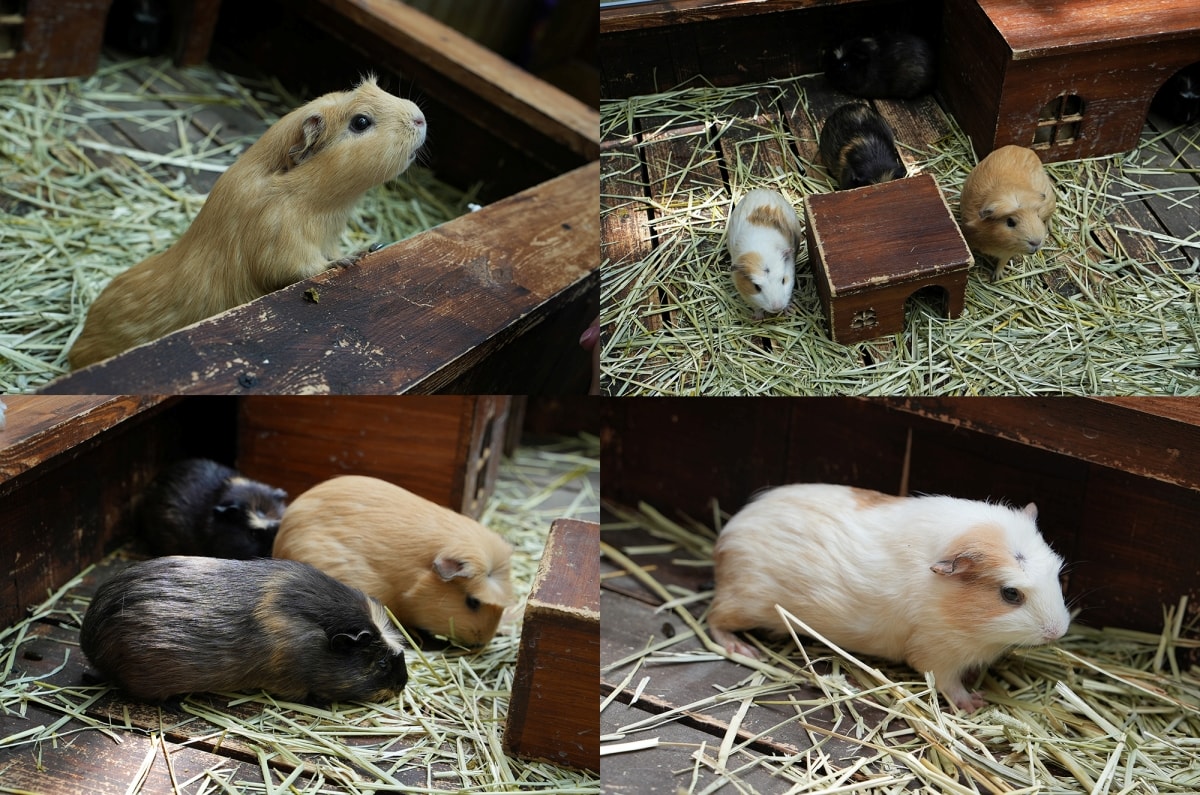 【宜蘭景點】蘭陽動植物王國 – 宜蘭近年來最夯的互動型動物農場!可跟水豚君、草泥馬、茶杯豬、袋鼠等可愛動物近距離互動,超級療癒 - 第24張圖 【宜蘭景點】蘭陽動植物王國 – 宜蘭近年來最夯的互動型動物農場!可跟水豚君、草泥馬、茶杯豬、袋鼠等可愛動物近距離互動,超級療癒