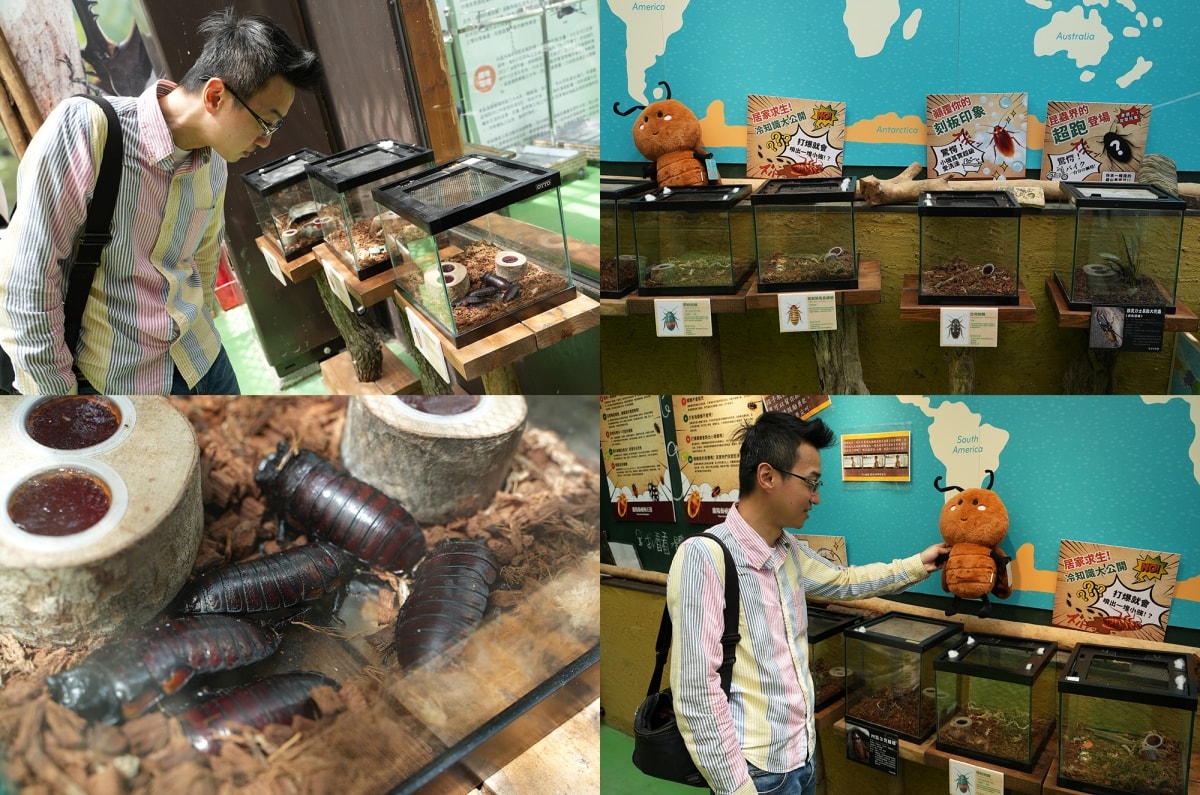 【宜蘭景點】蘭陽動植物王國 – 宜蘭近年來最夯的互動型動物農場!可跟水豚君、草泥馬、茶杯豬、袋鼠等可愛動物近距離互動,超級療癒 - 第27張圖 【宜蘭景點】蘭陽動植物王國 – 宜蘭近年來最夯的互動型動物農場!可跟水豚君、草泥馬、茶杯豬、袋鼠等可愛動物近距離互動,超級療癒