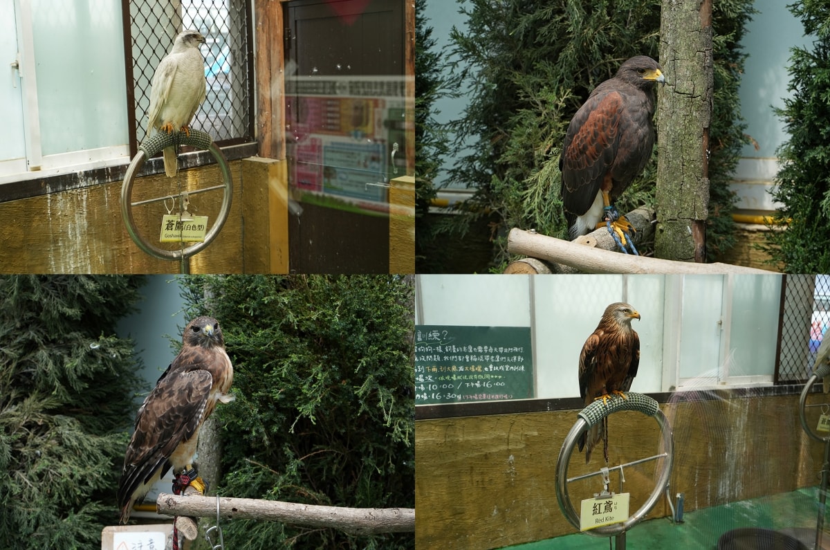 【宜蘭景點】蘭陽動植物王國 – 宜蘭近年來最夯的互動型動物農場!可跟水豚君、草泥馬、茶杯豬、袋鼠等可愛動物近距離互動,超級療癒 - 第32張圖 【宜蘭景點】蘭陽動植物王國 – 宜蘭近年來最夯的互動型動物農場!可跟水豚君、草泥馬、茶杯豬、袋鼠等可愛動物近距離互動,超級療癒