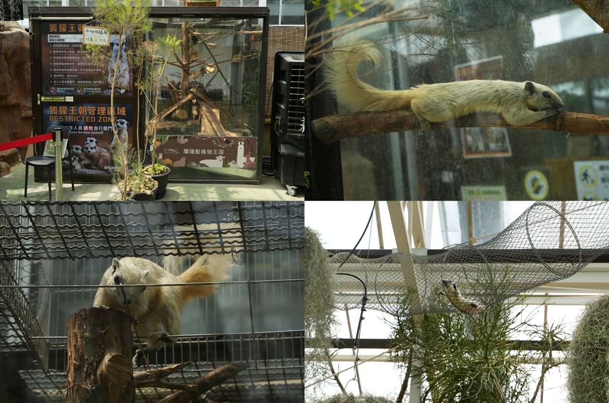【宜蘭景點】蘭陽動植物王國 – 宜蘭近年來最夯的互動型動物農場!可跟水豚君、草泥馬、茶杯豬、袋鼠等可愛動物近距離互動,超級療癒 - 第34張圖 【宜蘭景點】蘭陽動植物王國 – 宜蘭近年來最夯的互動型動物農場!可跟水豚君、草泥馬、茶杯豬、袋鼠等可愛動物近距離互動,超級療癒