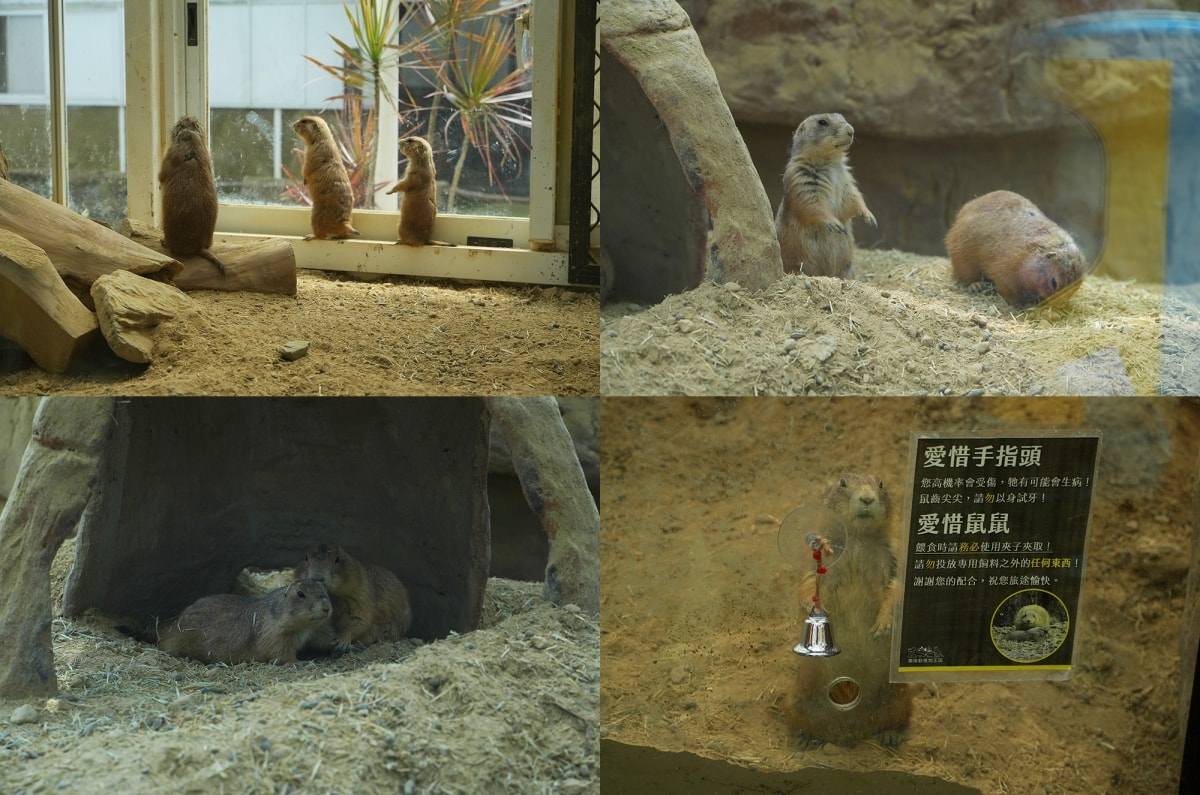 【宜蘭景點】蘭陽動植物王國 – 宜蘭近年來最夯的互動型動物農場!可跟水豚君、草泥馬、茶杯豬、袋鼠等可愛動物近距離互動,超級療癒 - 第36張圖 【宜蘭景點】蘭陽動植物王國 – 宜蘭近年來最夯的互動型動物農場!可跟水豚君、草泥馬、茶杯豬、袋鼠等可愛動物近距離互動,超級療癒