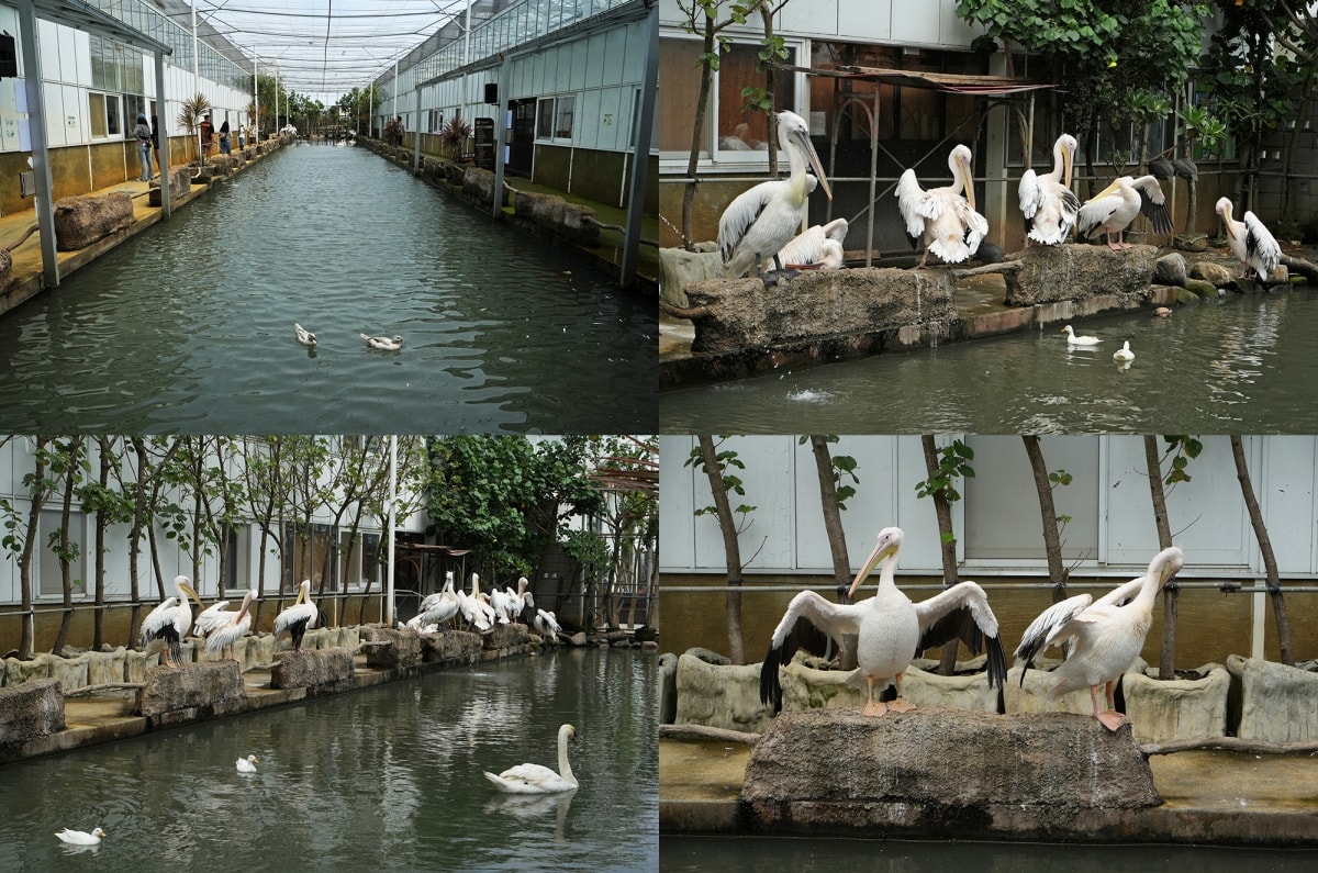 【宜蘭景點】蘭陽動植物王國 – 宜蘭近年來最夯的互動型動物農場!可跟水豚君、草泥馬、茶杯豬、袋鼠等可愛動物近距離互動,超級療癒 - 第37張圖 【宜蘭景點】蘭陽動植物王國 – 宜蘭近年來最夯的互動型動物農場!可跟水豚君、草泥馬、茶杯豬、袋鼠等可愛動物近距離互動,超級療癒