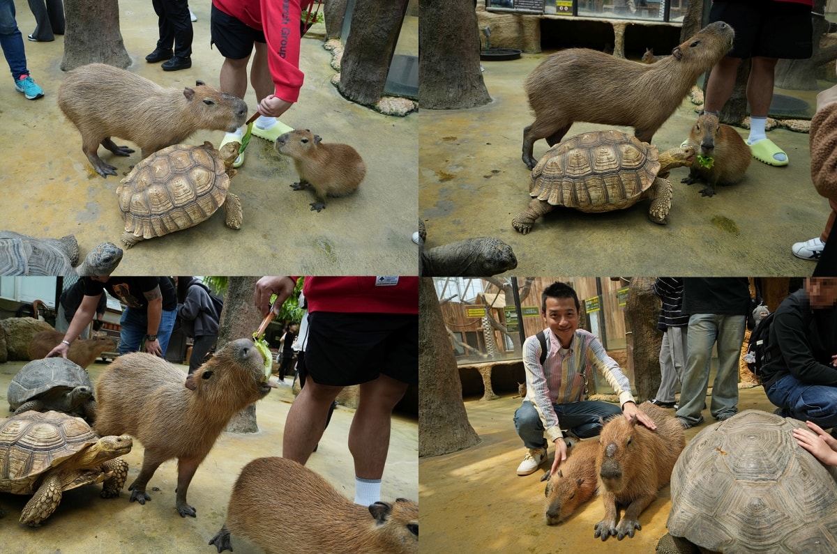 【宜蘭景點】蘭陽動植物王國 – 宜蘭近年來最夯的互動型動物農場!可跟水豚君、草泥馬、茶杯豬、袋鼠等可愛動物近距離互動,超級療癒 - 第42張圖 【宜蘭景點】蘭陽動植物王國 – 宜蘭近年來最夯的互動型動物農場!可跟水豚君、草泥馬、茶杯豬、袋鼠等可愛動物近距離互動,超級療癒