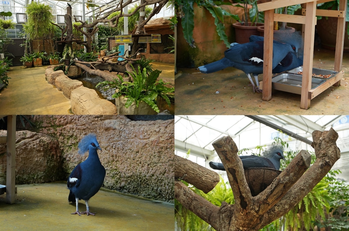 【宜蘭景點】蘭陽動植物王國 – 宜蘭近年來最夯的互動型動物農場!可跟水豚君、草泥馬、茶杯豬、袋鼠等可愛動物近距離互動,超級療癒 - 第46張圖 【宜蘭景點】蘭陽動植物王國 – 宜蘭近年來最夯的互動型動物農場!可跟水豚君、草泥馬、茶杯豬、袋鼠等可愛動物近距離互動,超級療癒