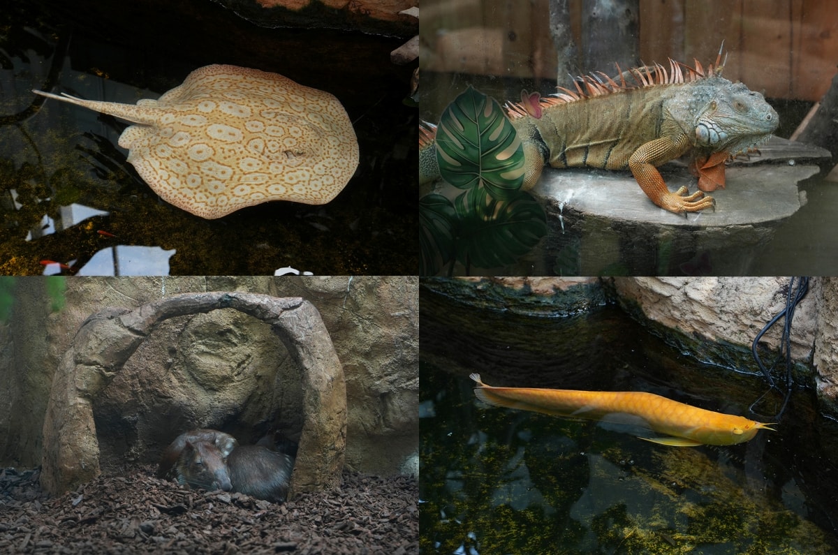 【宜蘭景點】蘭陽動植物王國 – 宜蘭近年來最夯的互動型動物農場!可跟水豚君、草泥馬、茶杯豬、袋鼠等可愛動物近距離互動,超級療癒 - 第48張圖 【宜蘭景點】蘭陽動植物王國 – 宜蘭近年來最夯的互動型動物農場!可跟水豚君、草泥馬、茶杯豬、袋鼠等可愛動物近距離互動,超級療癒