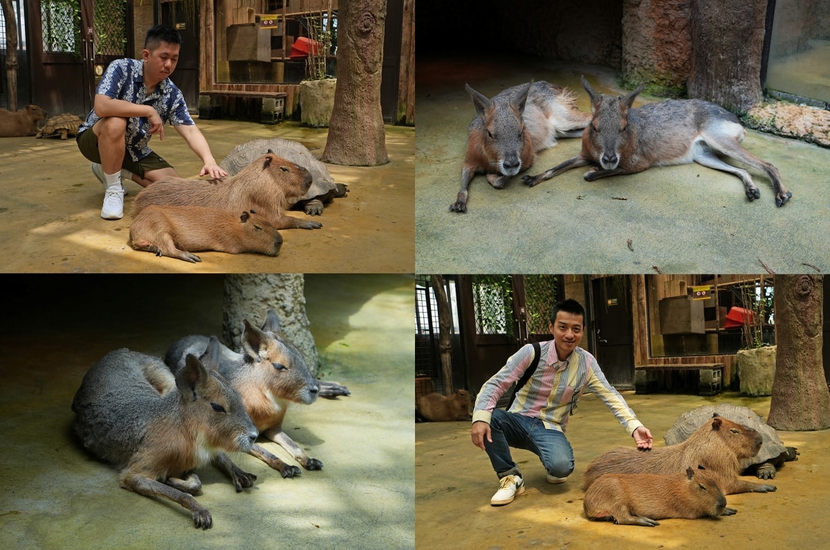 【宜蘭景點】蘭陽動植物王國 – 宜蘭近年來最夯的互動型動物農場!可跟水豚君、草泥馬、茶杯豬、袋鼠等可愛動物近距離互動,超級療癒 - 第43張圖 【宜蘭景點】蘭陽動植物王國 – 宜蘭近年來最夯的互動型動物農場!可跟水豚君、草泥馬、茶杯豬、袋鼠等可愛動物近距離互動,超級療癒