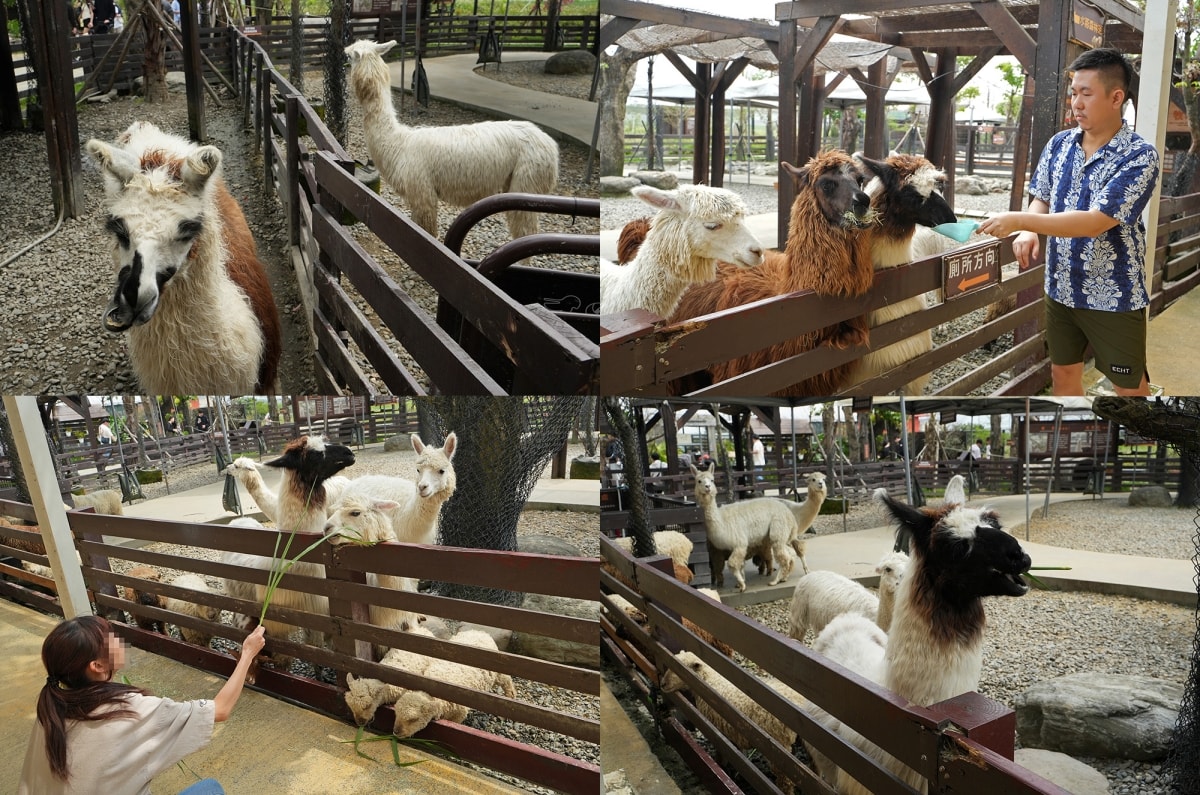 【宜蘭景點】蘭陽動植物王國 – 宜蘭近年來最夯的互動型動物農場!可跟水豚君、草泥馬、茶杯豬、袋鼠等可愛動物近距離互動,超級療癒 - 第51張圖 【宜蘭景點】蘭陽動植物王國 – 宜蘭近年來最夯的互動型動物農場!可跟水豚君、草泥馬、茶杯豬、袋鼠等可愛動物近距離互動,超級療癒
