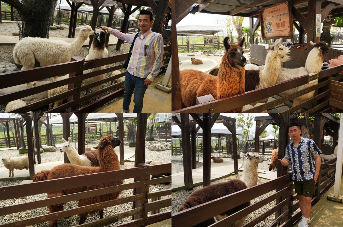 【宜蘭景點】蘭陽動植物王國 – 宜蘭近年來最夯的互動型動物農場!可跟水豚君、草泥馬、茶杯豬、袋鼠等可愛動物近距離互動,超級療癒 - 第52張圖 【宜蘭景點】蘭陽動植物王國 – 宜蘭近年來最夯的互動型動物農場!可跟水豚君、草泥馬、茶杯豬、袋鼠等可愛動物近距離互動,超級療癒
