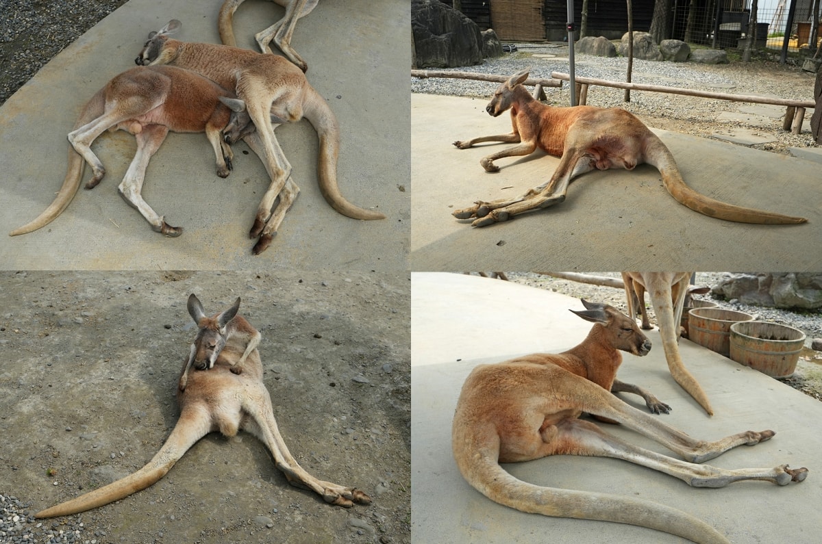 【宜蘭景點】蘭陽動植物王國 – 宜蘭近年來最夯的互動型動物農場!可跟水豚君、草泥馬、茶杯豬、袋鼠等可愛動物近距離互動,超級療癒 - 第56張圖 【宜蘭景點】蘭陽動植物王國 – 宜蘭近年來最夯的互動型動物農場!可跟水豚君、草泥馬、茶杯豬、袋鼠等可愛動物近距離互動,超級療癒