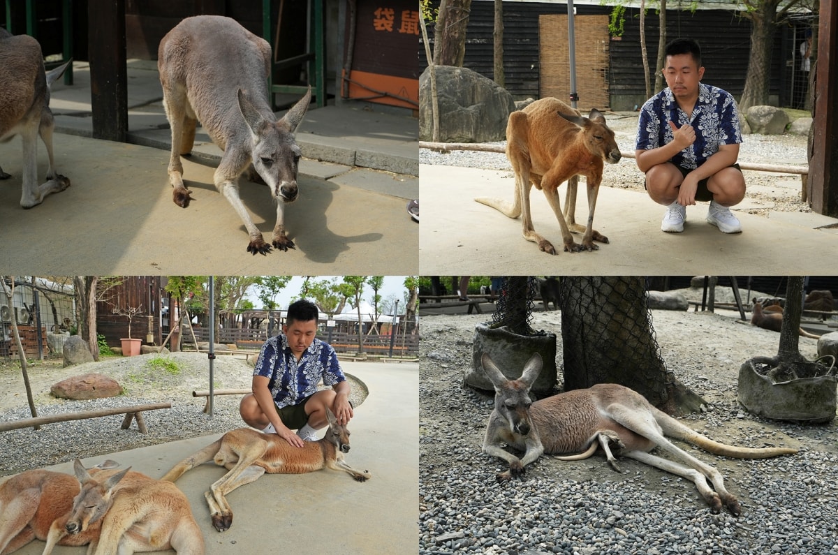 【宜蘭景點】蘭陽動植物王國 – 宜蘭近年來最夯的互動型動物農場!可跟水豚君、草泥馬、茶杯豬、袋鼠等可愛動物近距離互動,超級療癒 - 第57張圖 【宜蘭景點】蘭陽動植物王國 – 宜蘭近年來最夯的互動型動物農場!可跟水豚君、草泥馬、茶杯豬、袋鼠等可愛動物近距離互動,超級療癒