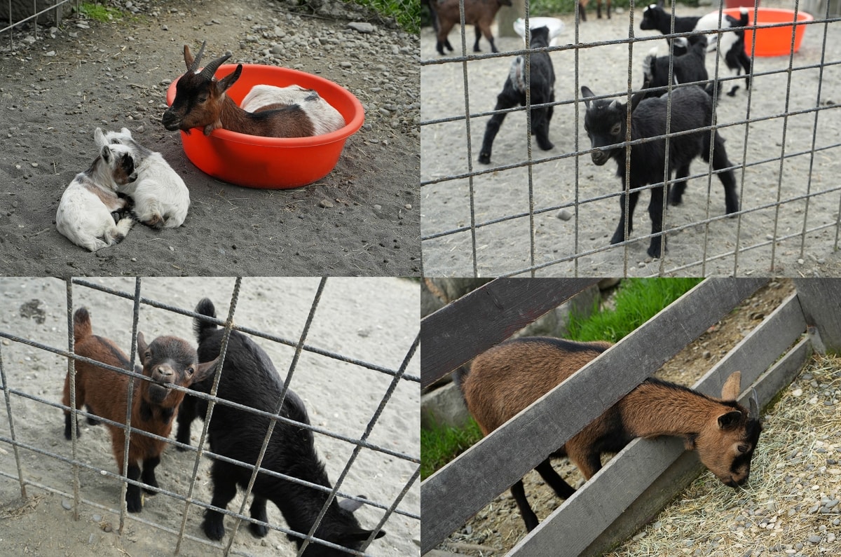 【宜蘭景點】蘭陽動植物王國 – 宜蘭近年來最夯的互動型動物農場!可跟水豚君、草泥馬、茶杯豬、袋鼠等可愛動物近距離互動,超級療癒 - 第60張圖 【宜蘭景點】蘭陽動植物王國 – 宜蘭近年來最夯的互動型動物農場!可跟水豚君、草泥馬、茶杯豬、袋鼠等可愛動物近距離互動,超級療癒