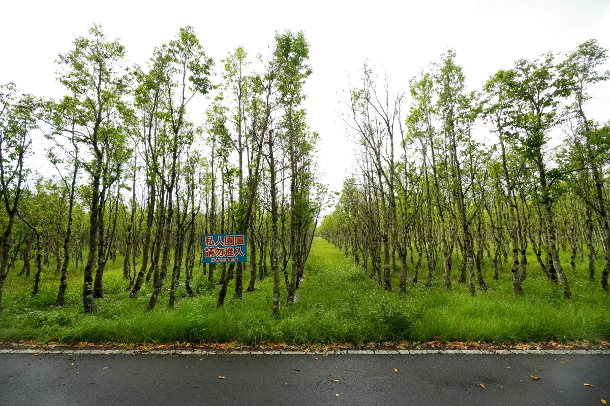 【花蓮復興鄉旅遊提案】前進「大進社區」瞭解花蓮百年糖業史並見學古法製糖,再到「富興社區」品嚐鳳梨大餐與體驗鳳梨酥DIY - 第26張圖 【花蓮復興鄉旅遊提案】前進「大進社區」瞭解花蓮百年糖業史並見學古法製糖,再到「富興社區」品嚐鳳梨大餐與體驗鳳梨酥DIY