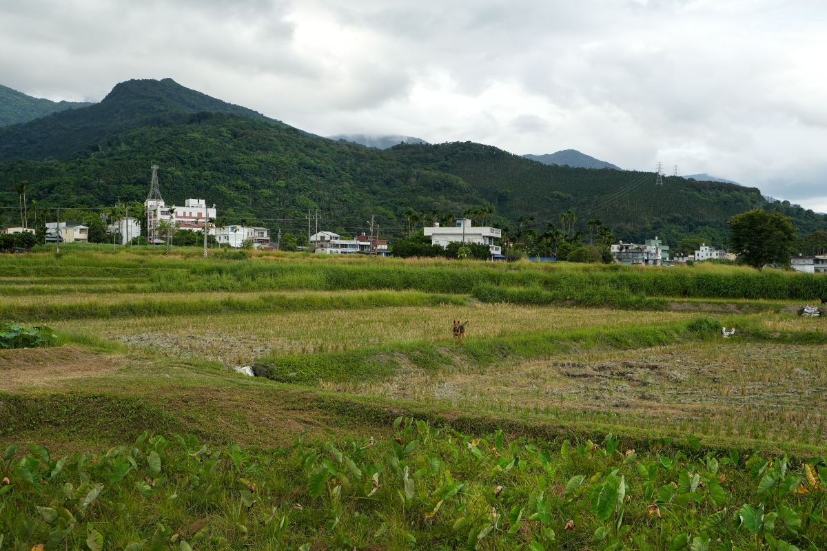 【花蓮復興鄉與瑞穗鄉旅遊提案】在「大豐社區」大啖各種手作的客家美食,下午在「富源社區」體驗創意電烙與拜訪有機農場 - 第38張圖 【花蓮復興鄉與瑞穗鄉旅遊提案】在「大豐社區」大啖各種手作的客家美食,下午在「富源社區」體驗創意電烙與拜訪有機農場