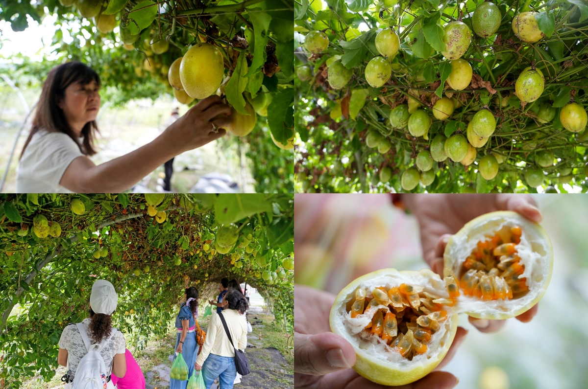 【花蓮復興鄉旅遊提案】前進「大進社區」瞭解花蓮百年糖業史並見學古法製糖,再到「富興社區」品嚐鳳梨大餐與體驗鳳梨酥DIY - 第32張圖 【花蓮復興鄉旅遊提案】前進「大進社區」瞭解花蓮百年糖業史並見學古法製糖,再到「富興社區」品嚐鳳梨大餐與體驗鳳梨酥DIY