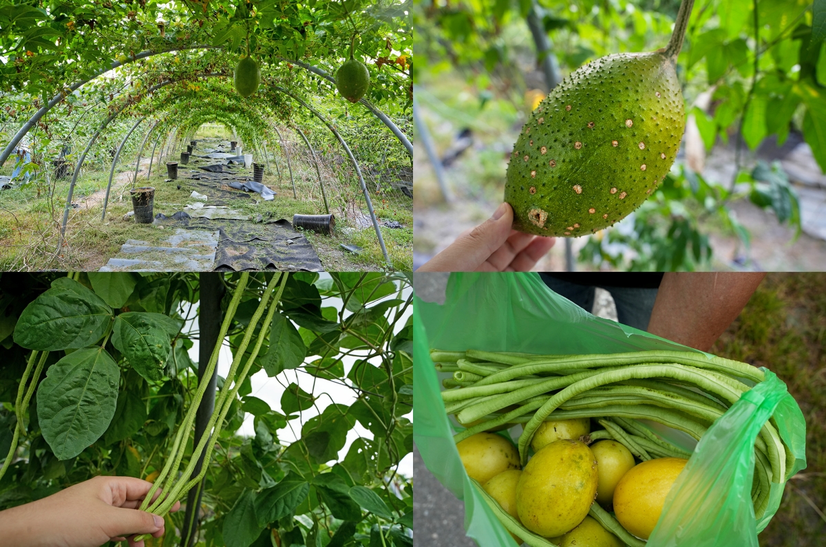 【花蓮復興鄉旅遊提案】前進「大進社區」瞭解花蓮百年糖業史並見學古法製糖,再到「富興社區」品嚐鳳梨大餐與體驗鳳梨酥DIY - 第33張圖 【花蓮復興鄉旅遊提案】前進「大進社區」瞭解花蓮百年糖業史並見學古法製糖,再到「富興社區」品嚐鳳梨大餐與體驗鳳梨酥DIY